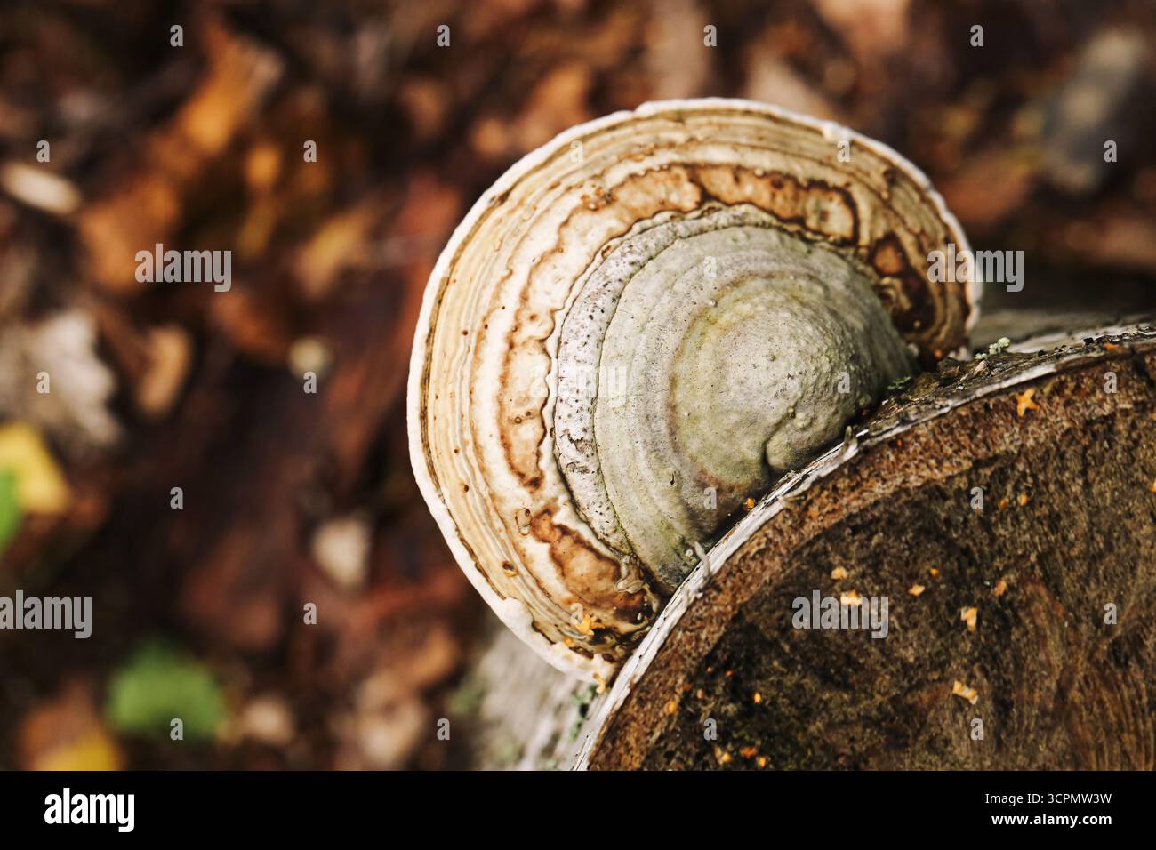 Pilzpilz am Baumstamm. Wilder Waldhintergrund mit Makrodetails. Natürliche Waldlandschaft. Organische Pflanzenlebensform. Herbstsaison. Stockfoto