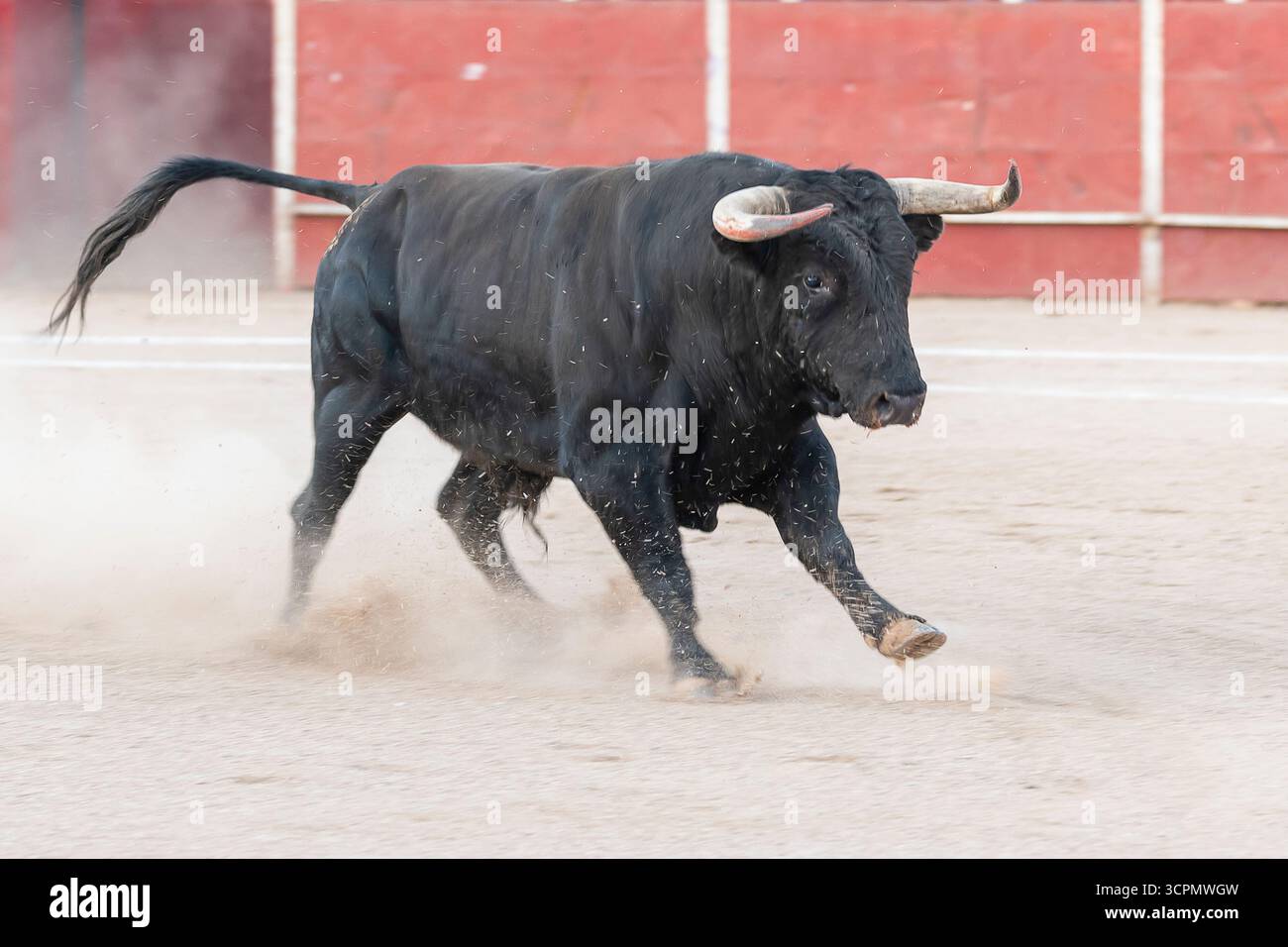 Ein starker schwarzer Stier galoppiert durch eine staubige Arena und zeigt seine Kraft während eines lokalen Sommerfestivals. Stockfoto