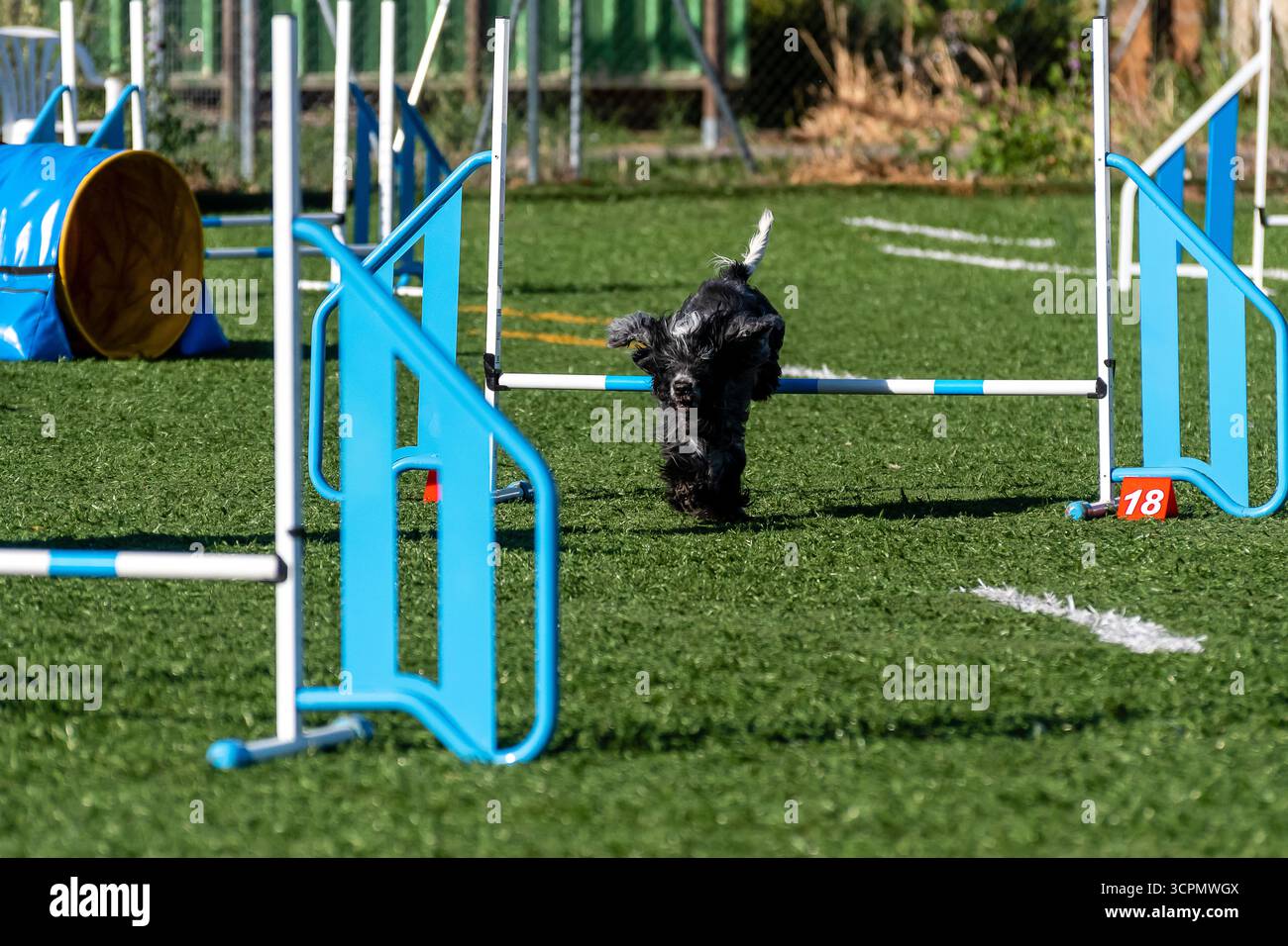Ein schwarzer Hund läuft bei einem Training an einem sonnigen Tag auf einem Sportplatz durch Bewegungshindernisse. Stockfoto
