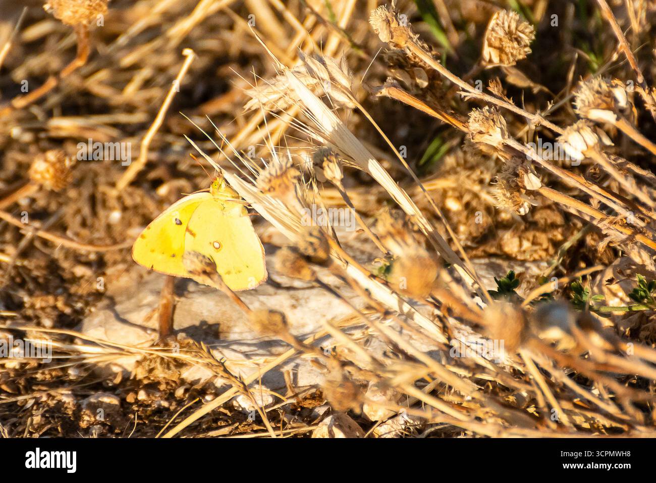 Ein gelber Schmetterling fügt sich an einem sonnigen Nachmittag in das trockene Gras ein und sorgt für einen Moment natürlicher Schönheit. Stockfoto