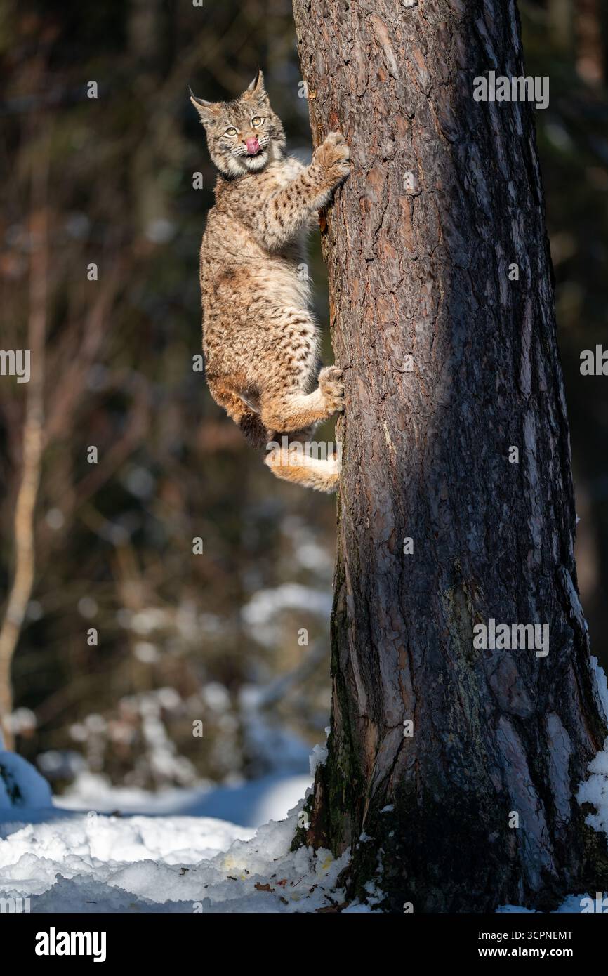 Wilder Lynx klettert an einem sonnigen Tag auf einen Baum in einem verschneiten Wald Stockfoto