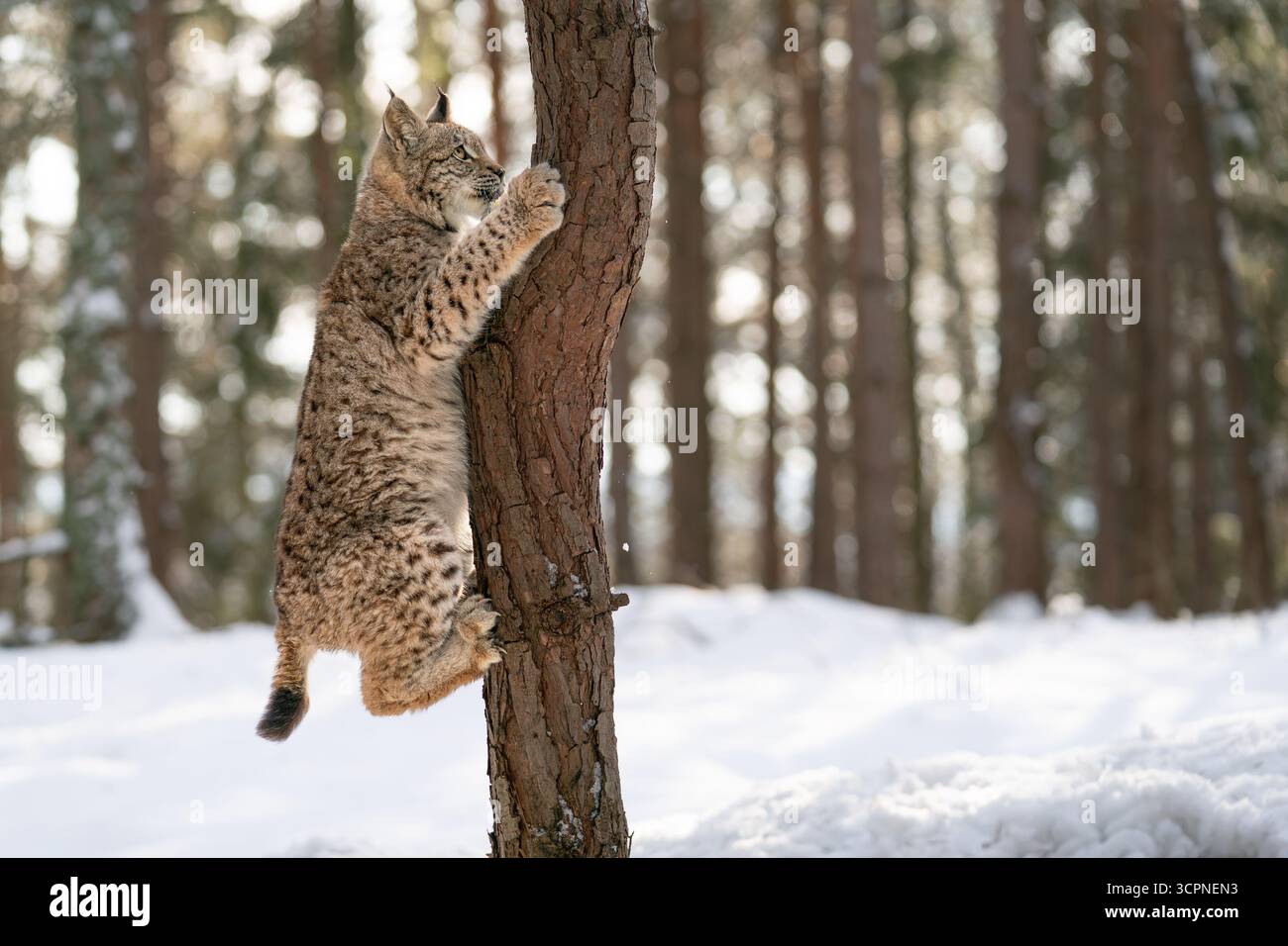 Lynx klettert an einem Baum in der Winterwildnis des Snowy Forest Stockfoto