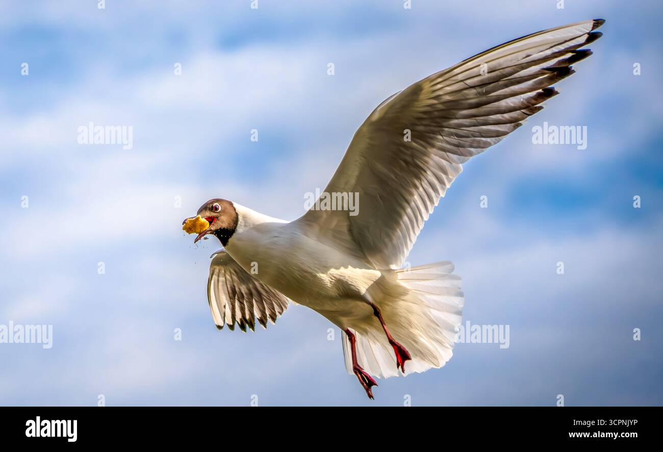 Anmutige Möwe im Flug mit Spread Wings eroberte die Mitte der Luft und hielt Lebensmittel gegen einen hellen blauen Himmel Stockfoto
