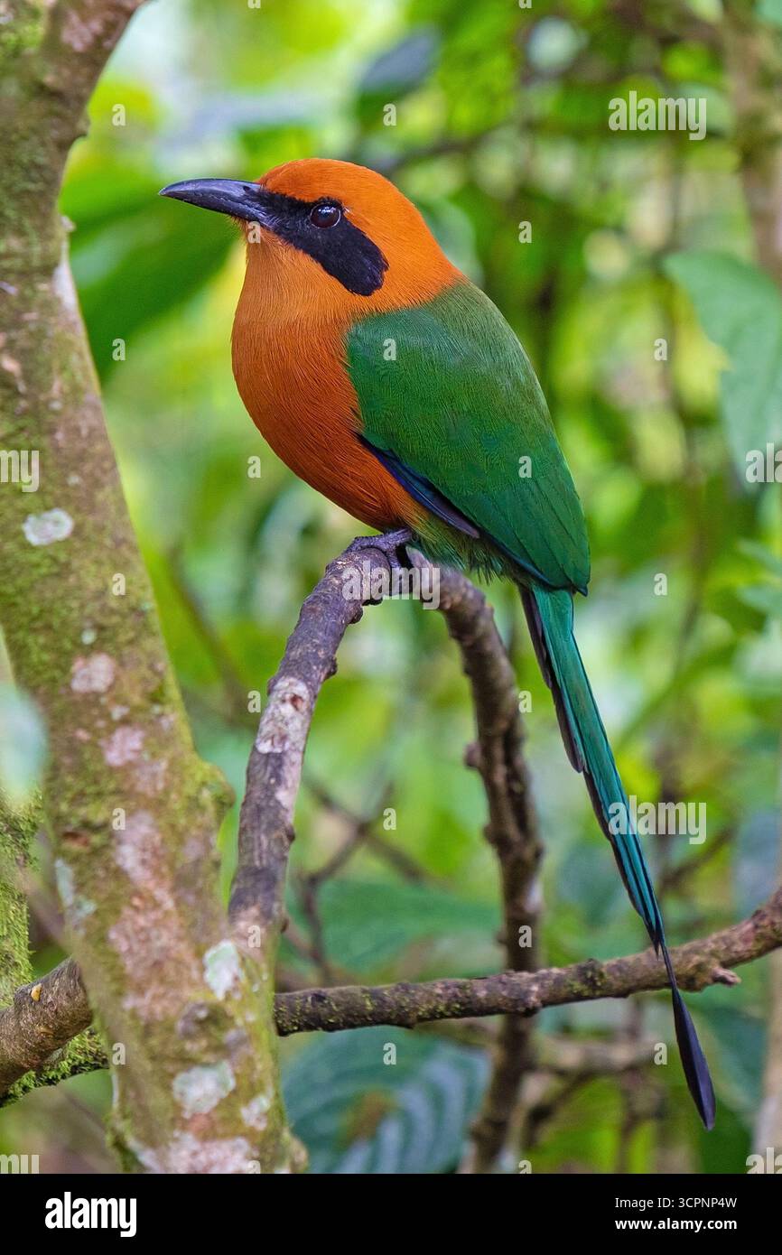 Broad Billed Motmot (Electron platyrhynchum), Mindo, Ecuador. Stockfoto
