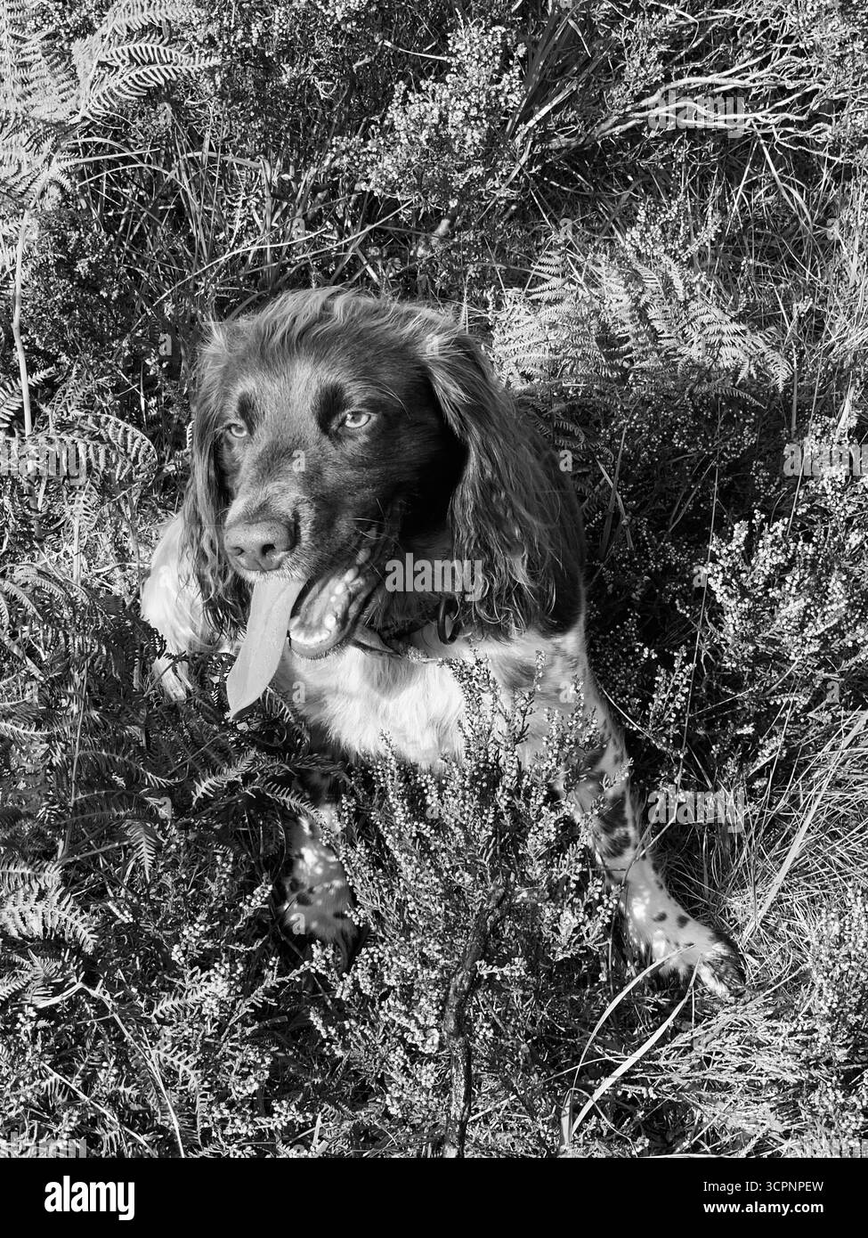 Spaniel Cross Dog Schwarz-weiß Foto schnell Smart weiblich hübsch kleines Gras läuft die Zunge heraus und das Unterholz sieht gut aus - Smartphone-aufgenommenes Stockfoto