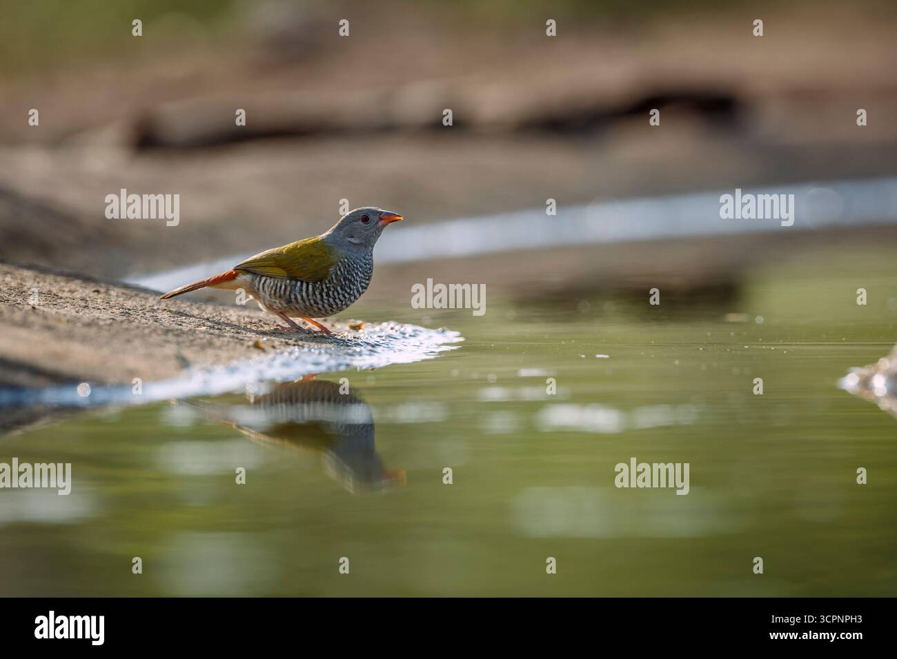 Grün geflügelte Pytilia Weibchen entlang Wasserloch mit Reflexion im Greater Kruger National Park, Südafrika; Specie Pytilia melba Familie der Estrildidae Stockfoto