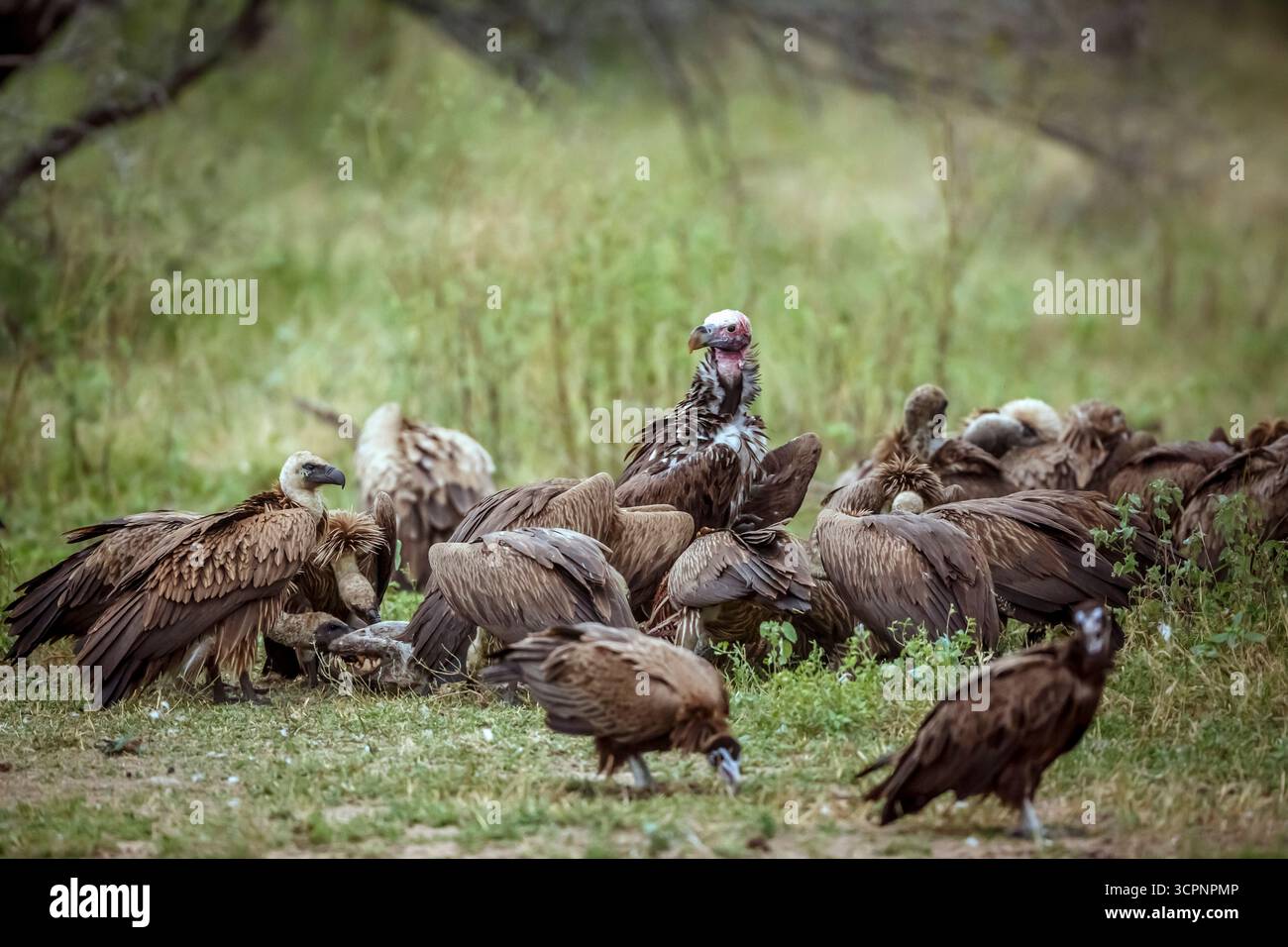 Lappet trat mitten in den Wildgeiern auf, die im Greater Kruger National Park in Südafrika wüteten; Specie Torgos tracheliotos und Gyps A Stockfoto