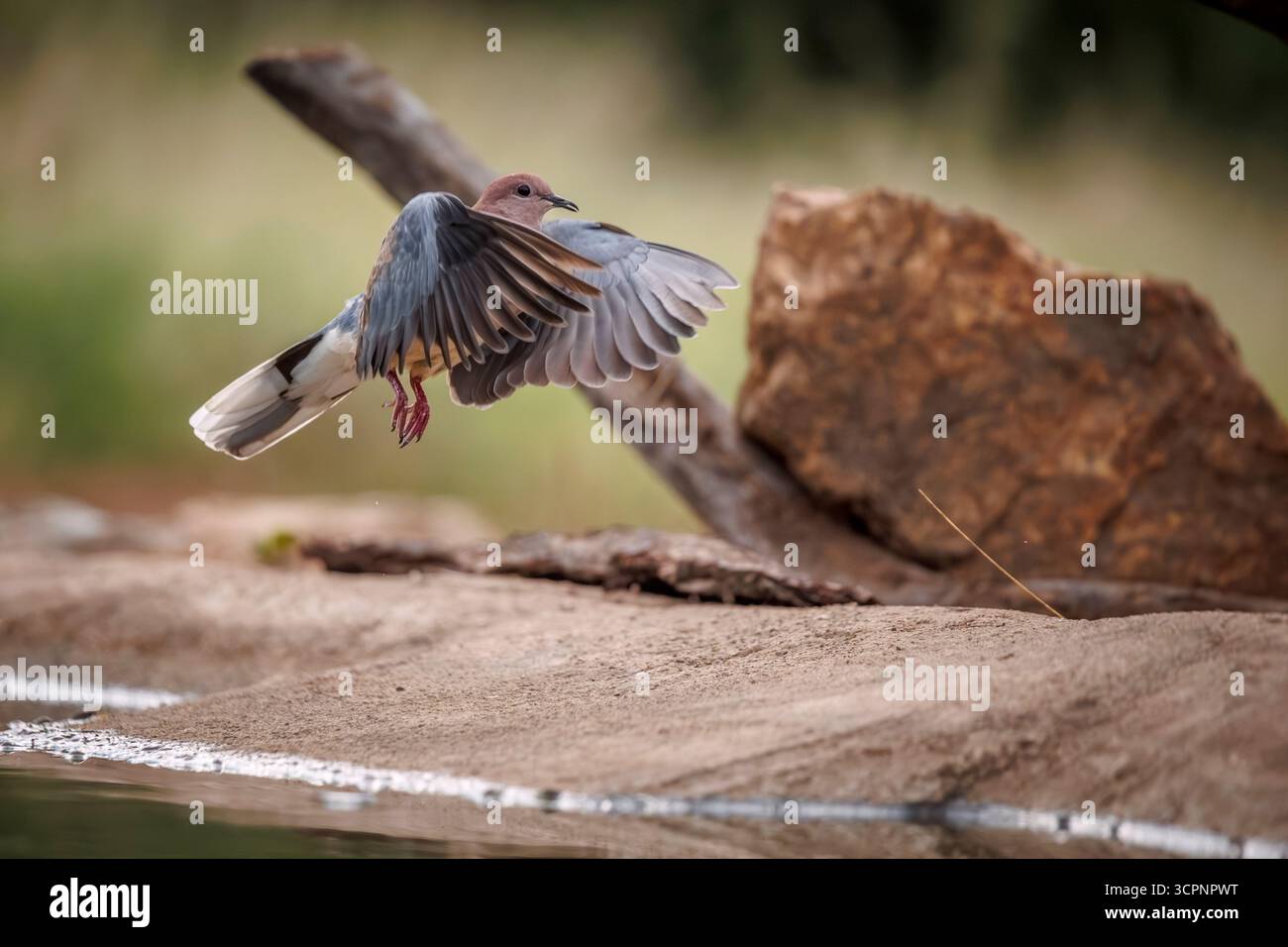 Laughing Dove startet vom Wasserloch im Greater Kruger National Park, Südafrika; Specie Streptopelia senegalensis Familie von Columbid Stockfoto