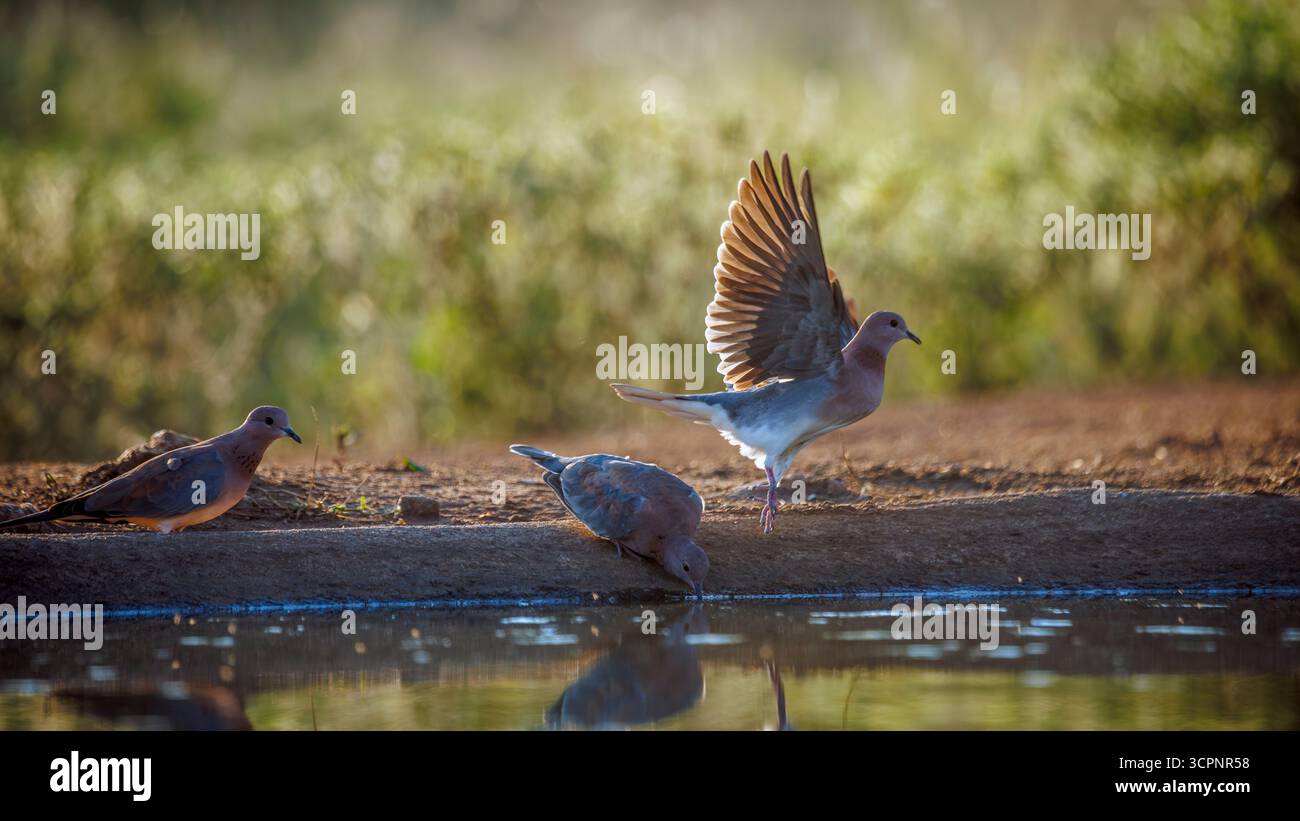 Lachende Taube, die im Flug im Greater Kruger National Park, Südafrika mit Hintergrundbeleuchtung vom Wasserloch abhebt; Specie Streptopelia senegalensis Familie von Stockfoto
