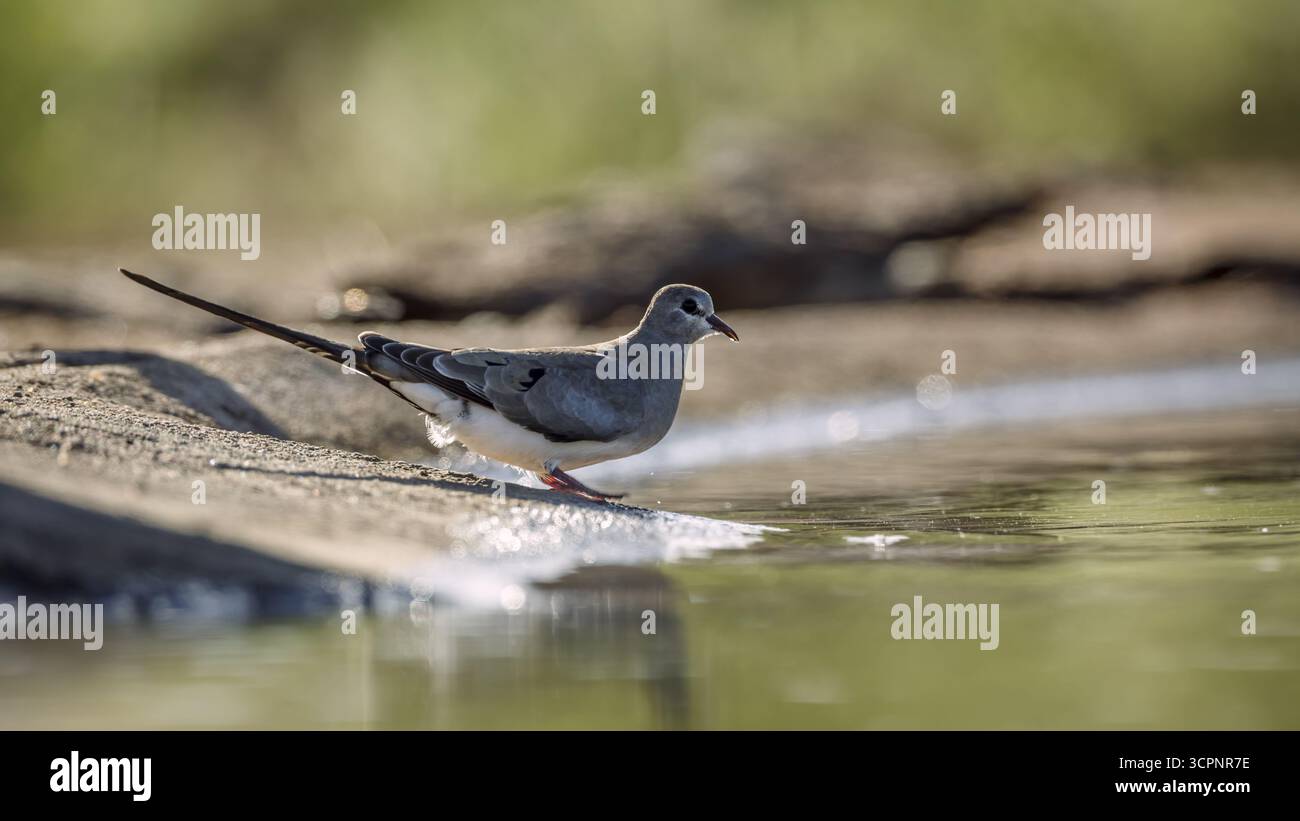 Namaqua Dove weiblich stehend hinterleuchtet entlang des Wasserlochs im Greater Kruger National Park, Südafrika; Specie Oena capensis Familie von Oena capensis Stockfoto
