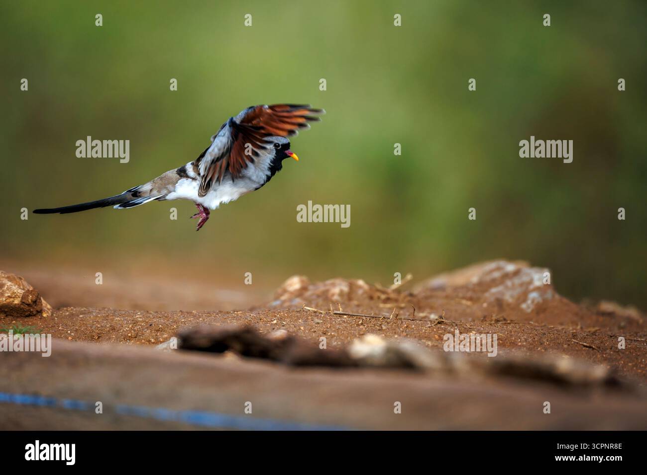Namaqua Dove, der vom Wasserloch im Greater Kruger National Park, Südafrika, abfliegt; Specie Oena capensis Familie von Oena capensis Stockfoto