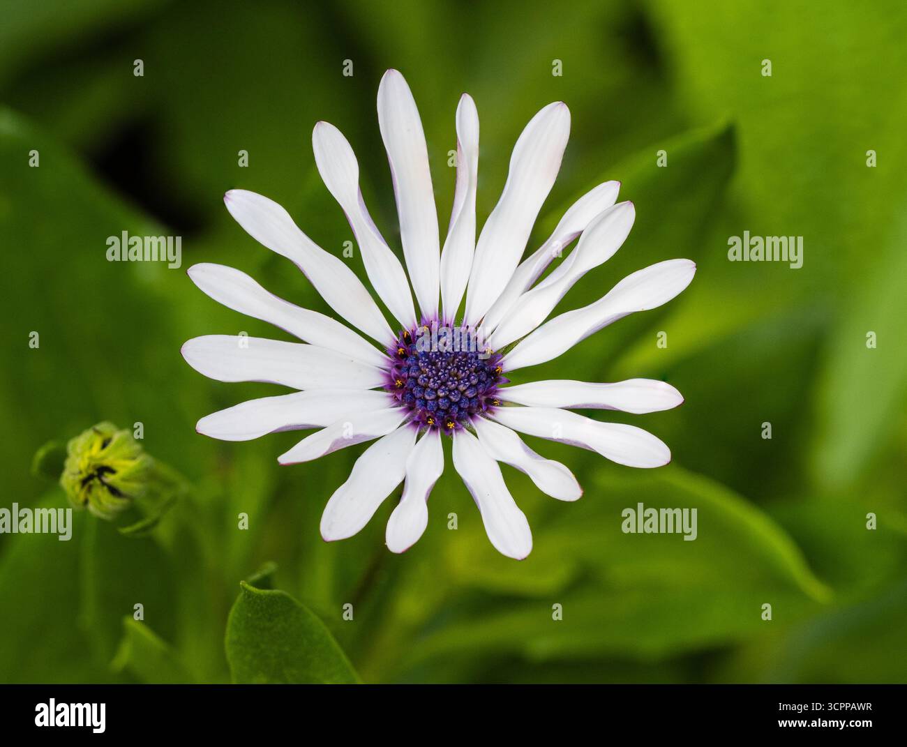 Einzelfluter des weißen, halbharten, mehrjährigen Unterstrauchs, Osteospermum 'Whirlygig', Cape Daisy Stockfoto