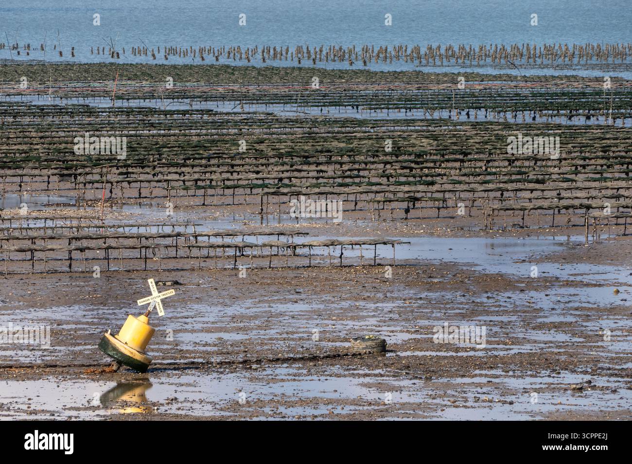 Whitstable Oyster steht bei Ebbe in Whitstable Bay Kent UK Stockfoto