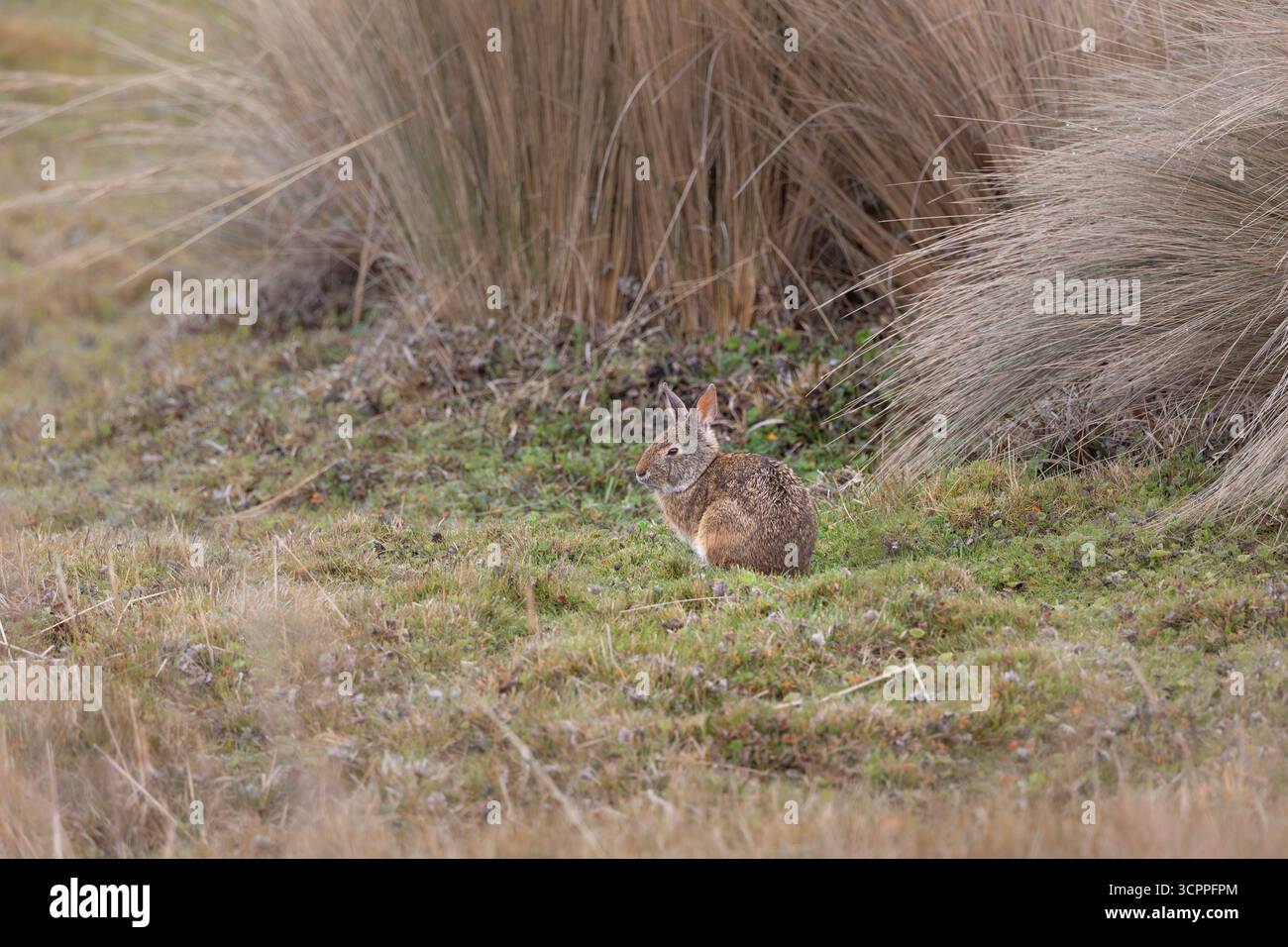 Wildes Andenkaninchen (Sylvilagus andinus) im páramo-Grasland, Antisana-Nationalpark, Ecuador. Einheimische hochgelegene lagomorphe Arten. Stockfoto