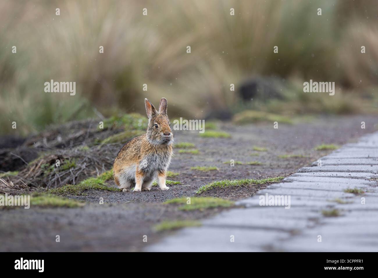 Wildes Andenkaninchen (Sylvilagus andinus) im páramo-Grasland, Antisana-Nationalpark, Ecuador. Einheimische hochgelegene lagomorphe Arten. Stockfoto