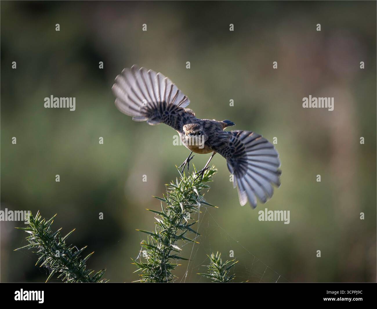 Stonechat (Saxicola rubicola) im Flug mit ausgebreiteten Flügeln, gefangen in der Luft vor einem natürlichen Hintergrund im Freien. Stockfoto