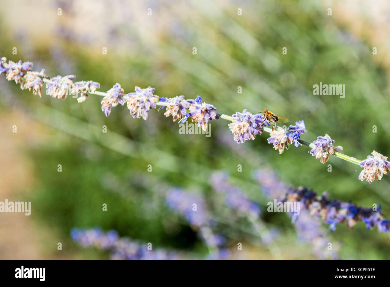 Kleine orangene Biene, die an einem sonnigen Tag auf die lila Lavendelblüten zufliegen, um ihren Nektar zu sammeln Stockfoto