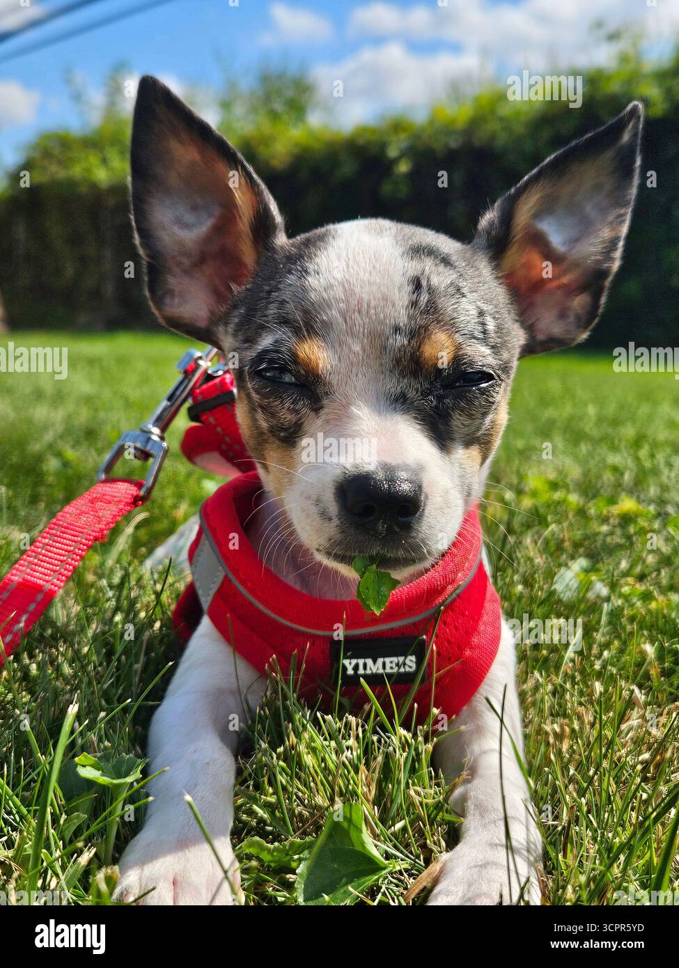 Ein neugieriger merle Chihuahua Welpe macht seine ersten Schritte in die Welt des Leinen-Trainings und verbindet Entschlossenheit mit unbestreitbarer Niedlichkeit. - Smartphone-aufgenommenes Stockfoto