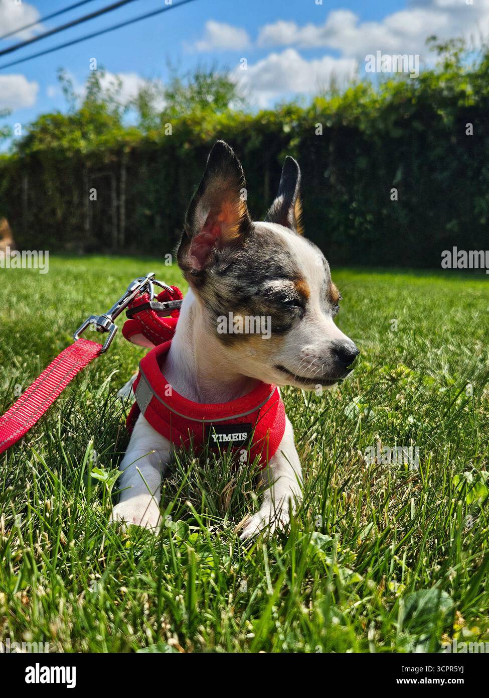 Ein neugieriger merle Chihuahua Welpe macht seine ersten Schritte in die Welt des Leinen-Trainings und verbindet Entschlossenheit mit unbestreitbarer Niedlichkeit. - Smartphone-aufgenommenes Stockfoto