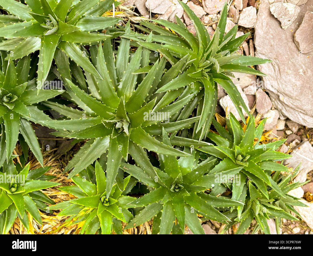 Saint Gallen, Schweiz, 23. November 2024 Dyckia Brevifolia oder Sägeblattpflanze im botanischen Garten Stockfoto