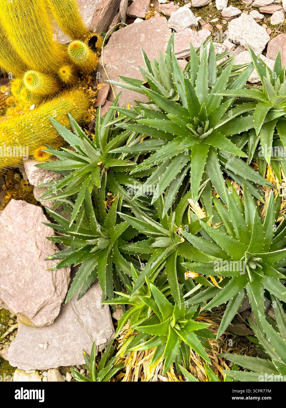 Saint Gallen, Schweiz, 23. November 2024 Dyckia Brevifolia oder Sägeblattpflanze im botanischen Garten Stockfoto