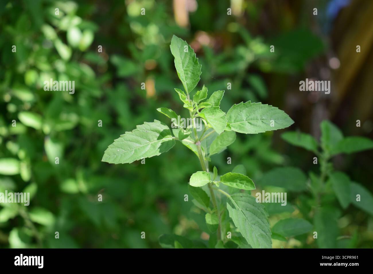 Frische Basilikumblätter und Blume (Ocimum basilicum) – aromatisches kulinarisches Kraut aus der Familie der Lamiaceae Stockfoto