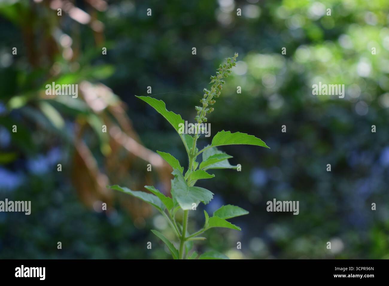 Frische Basilikumblätter und Blume (Ocimum basilicum) – aromatisches kulinarisches Kraut aus der Familie der Lamiaceae Stockfoto