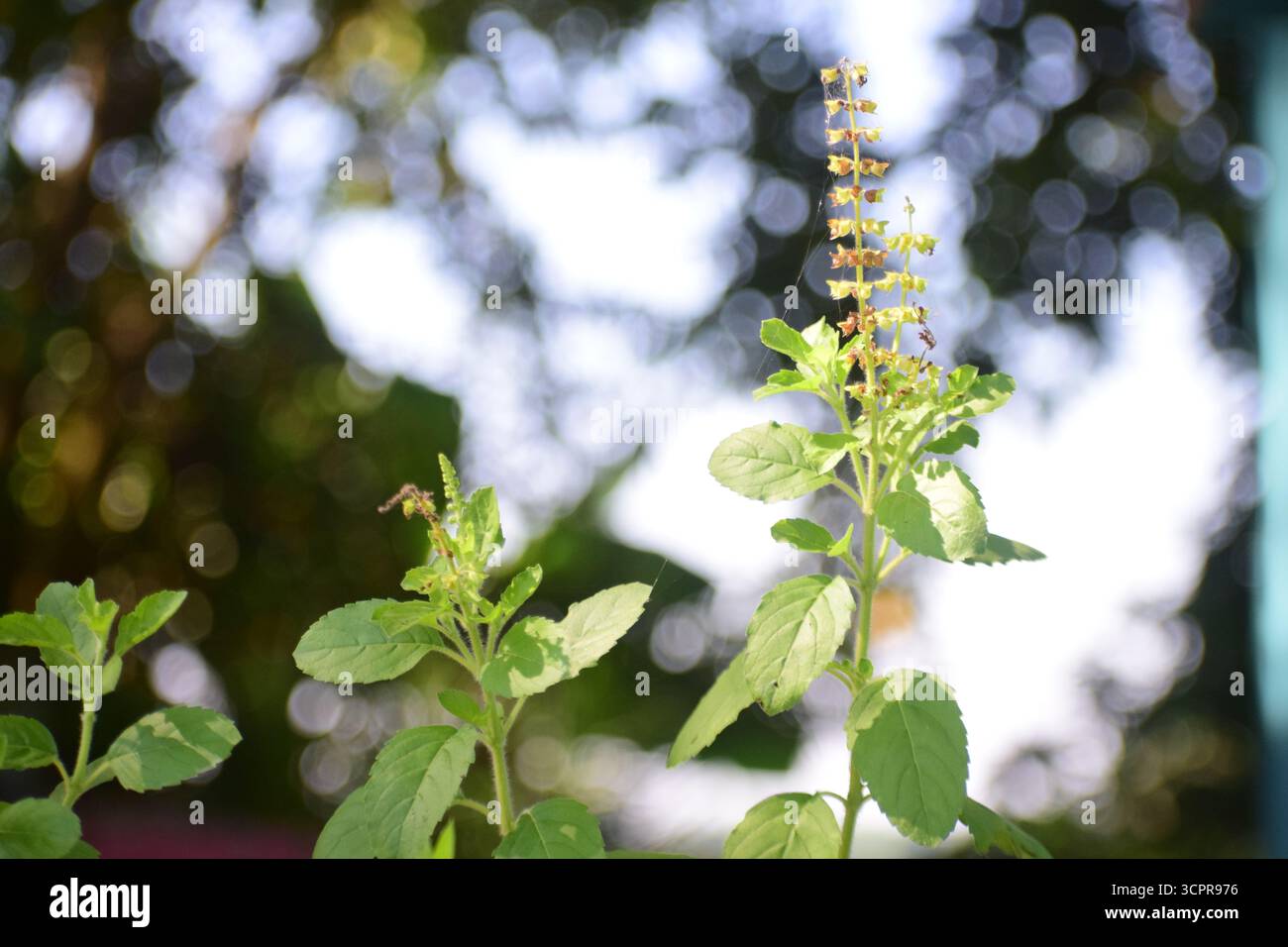 Frische Basilikumblätter und Blume (Ocimum basilicum) – aromatisches kulinarisches Kraut aus der Familie der Lamiaceae Stockfoto