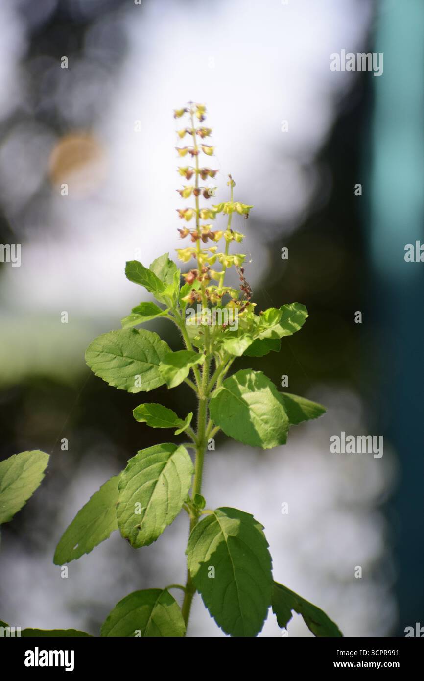 Frische Basilikumblätter und Blume (Ocimum basilicum) – aromatisches kulinarisches Kraut aus der Familie der Lamiaceae Stockfoto
