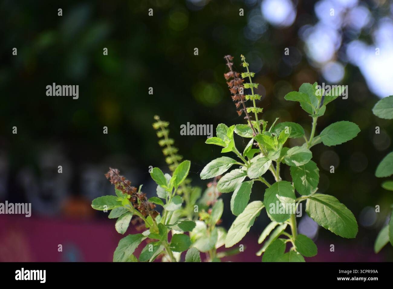 Frische Basilikumblätter und Blume (Ocimum basilicum) – aromatisches kulinarisches Kraut aus der Familie der Lamiaceae Stockfoto