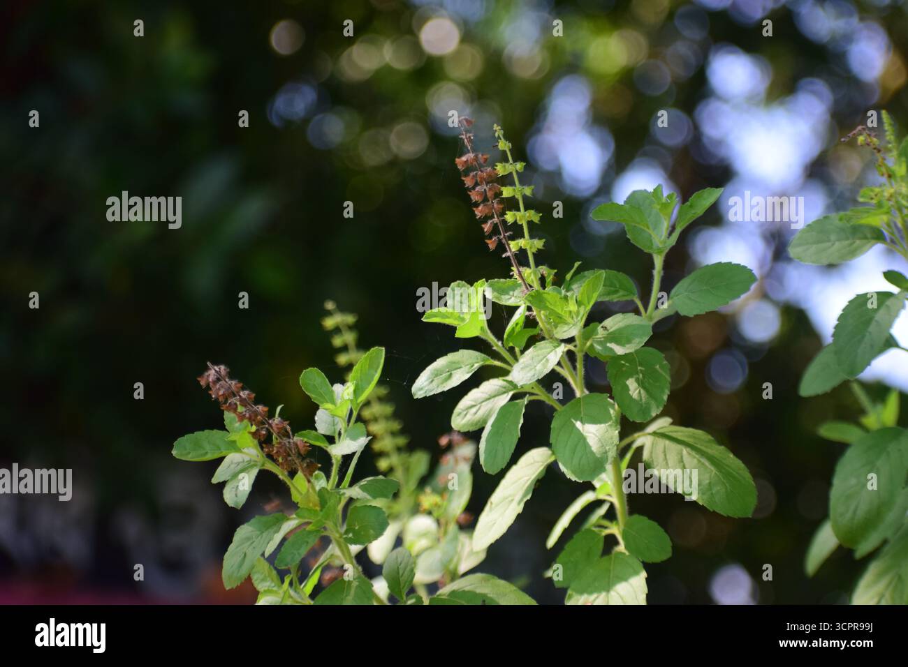 Frische Basilikumblätter und Blume (Ocimum basilicum) – aromatisches kulinarisches Kraut aus der Familie der Lamiaceae Stockfoto