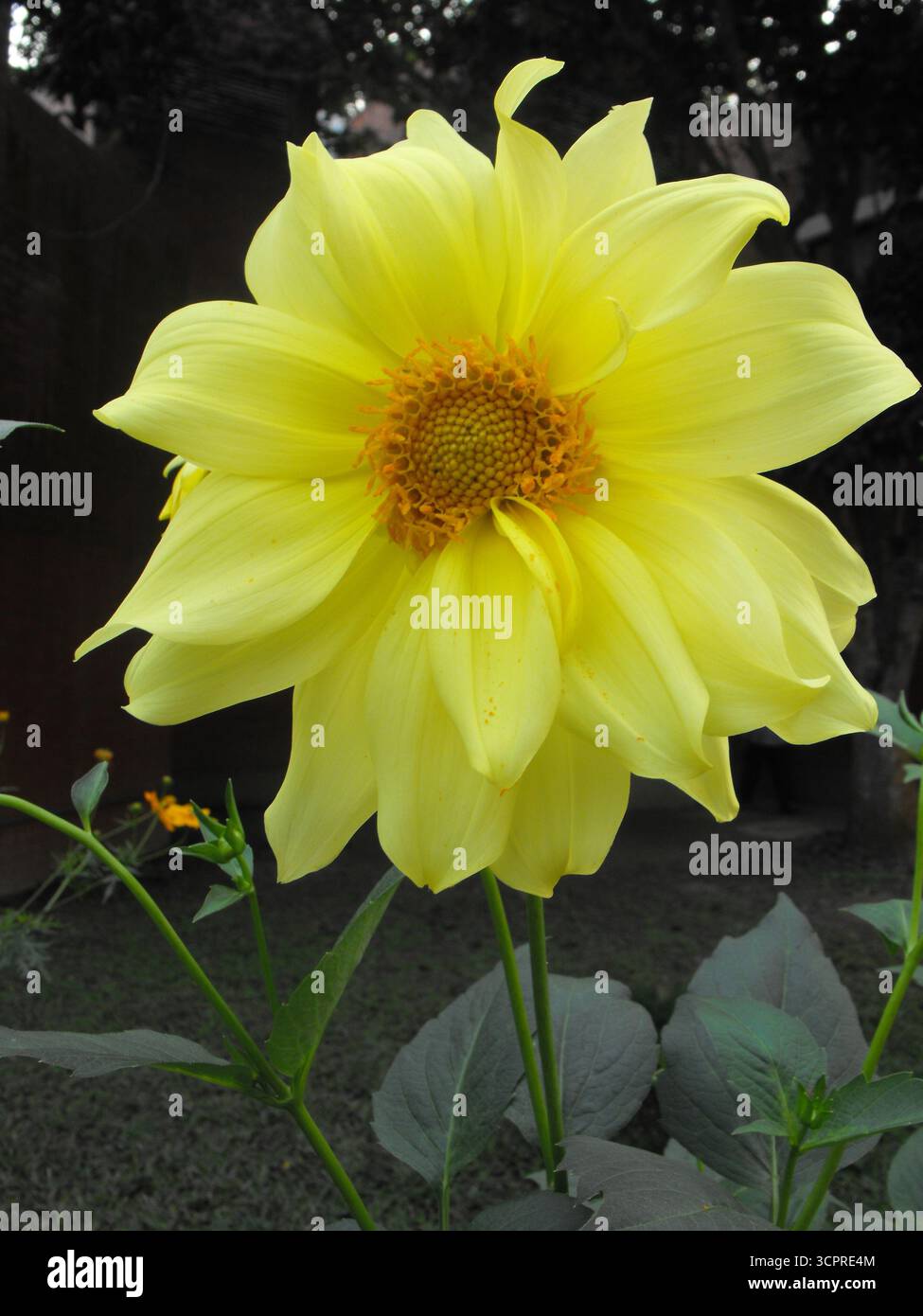 Gelbe Dahlienblume in voller Blüte – Nahaufnahme Botanische Fotografie Stockfoto