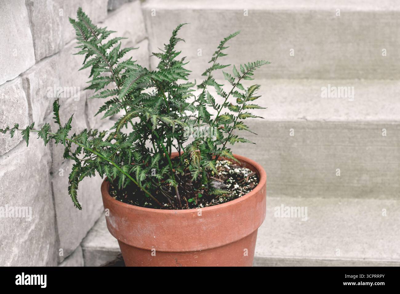 Japanisch bemalter Farn wächst in einem Terrakotta-Topf auf Betonstufen im Freien Stockfoto