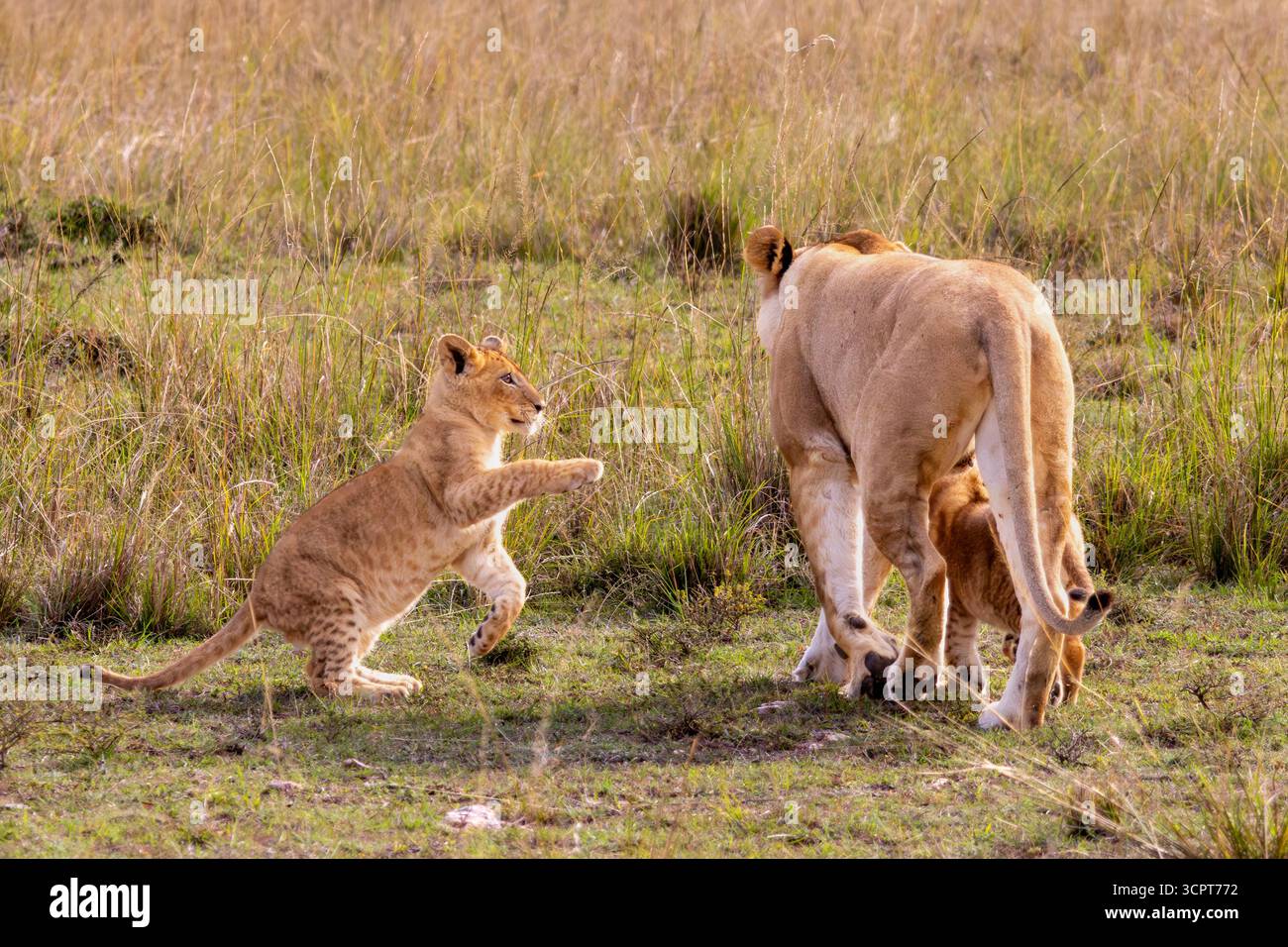 Löwenjunge spielt mit Mutter und Geschwistern im Grasland der Masai Mara Stockfoto
