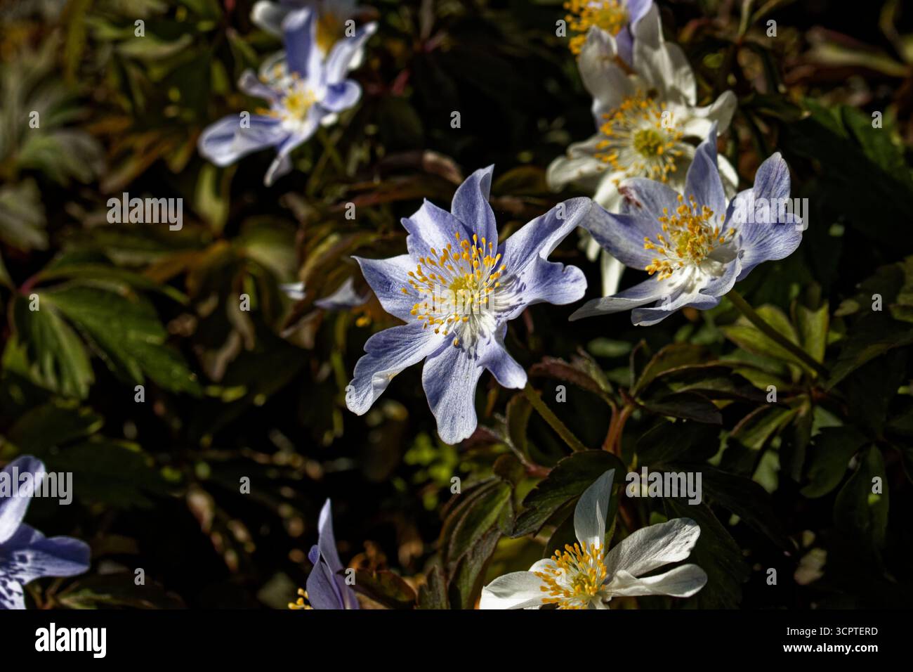 Anemonoides blanda oder Anemone blanda, die Balkananemone, die griechische Windblume oder die Winterwindblume, ist eine Art blühender Pflanze Stockfoto