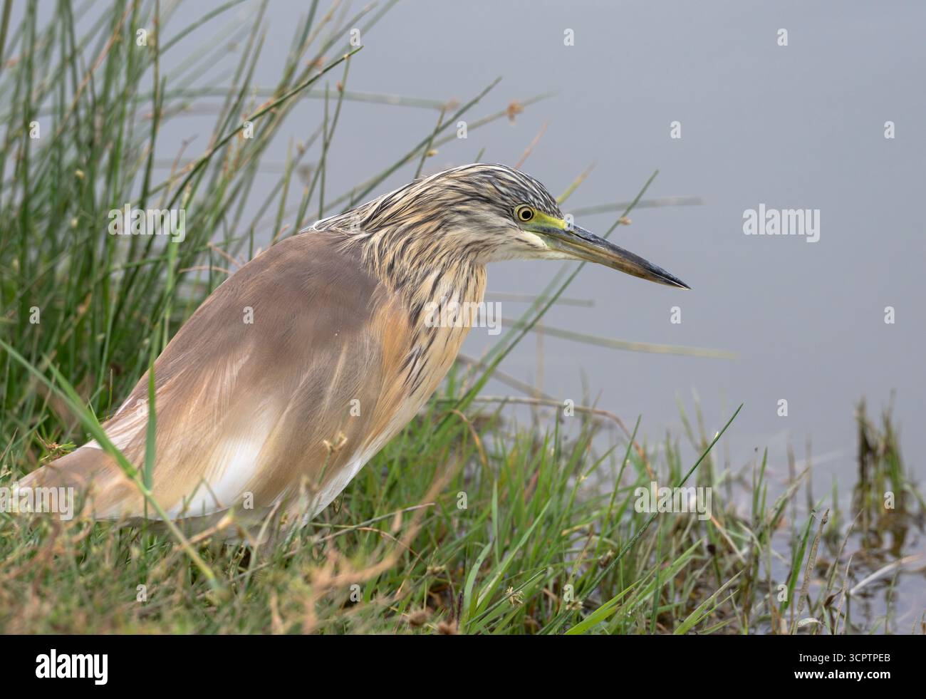 Der getarnte Squacco Reion (Ardeola ralloides) des Lake Nakuru Stockfoto