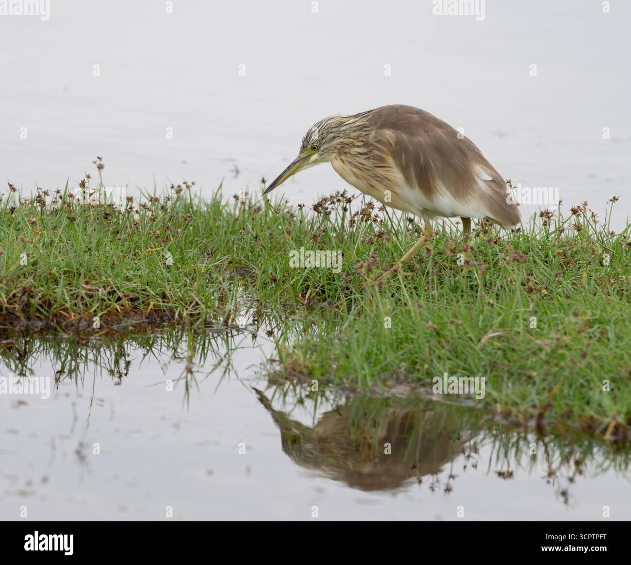 Der getarnte Squacco Reion (Ardeola ralloides) des Lake Nakuru Stockfoto