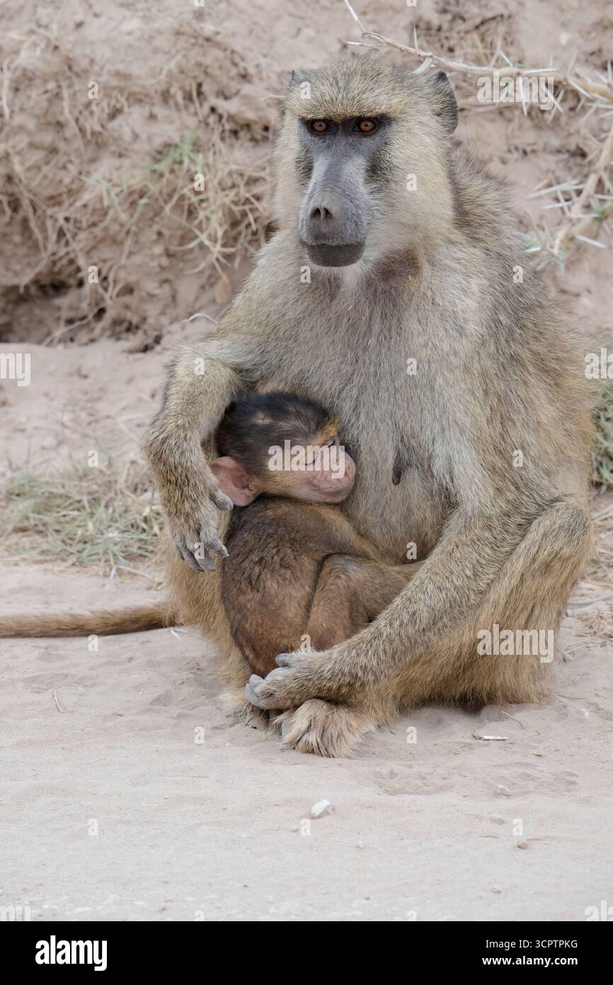 Weiblicher gelber Pavian (Papio cynocephalus) mit ihrem Baby, Amboseli Nationalpark, Kenia Stockfoto