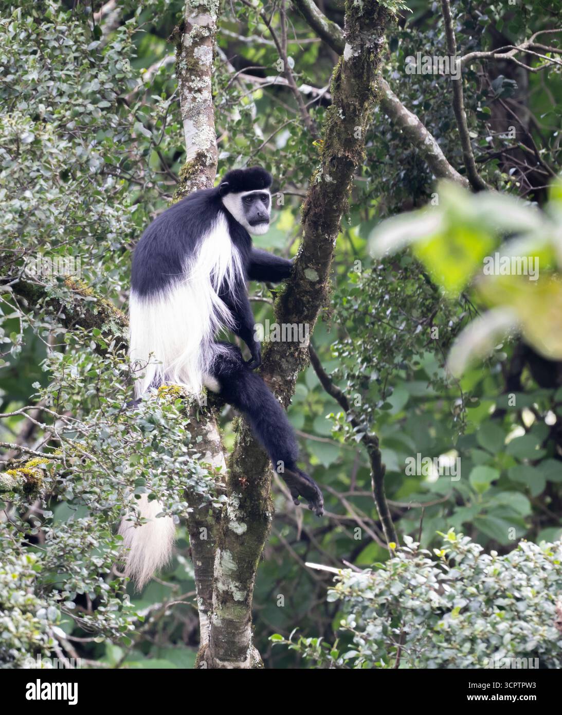 Schwarz-weiß-Kolobus-Affe im Montane Forest, Mount Elgon National Park, Kenia Stockfoto