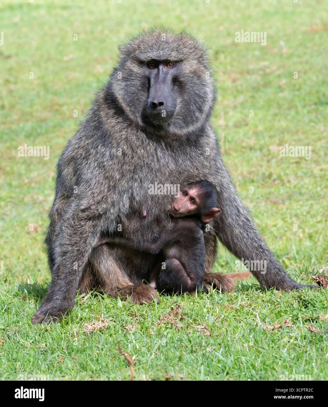 Weiblicher Olivenpaan (Papio anubis), der ein Baby im Mount Elgon National Park in Kenia hält Stockfoto