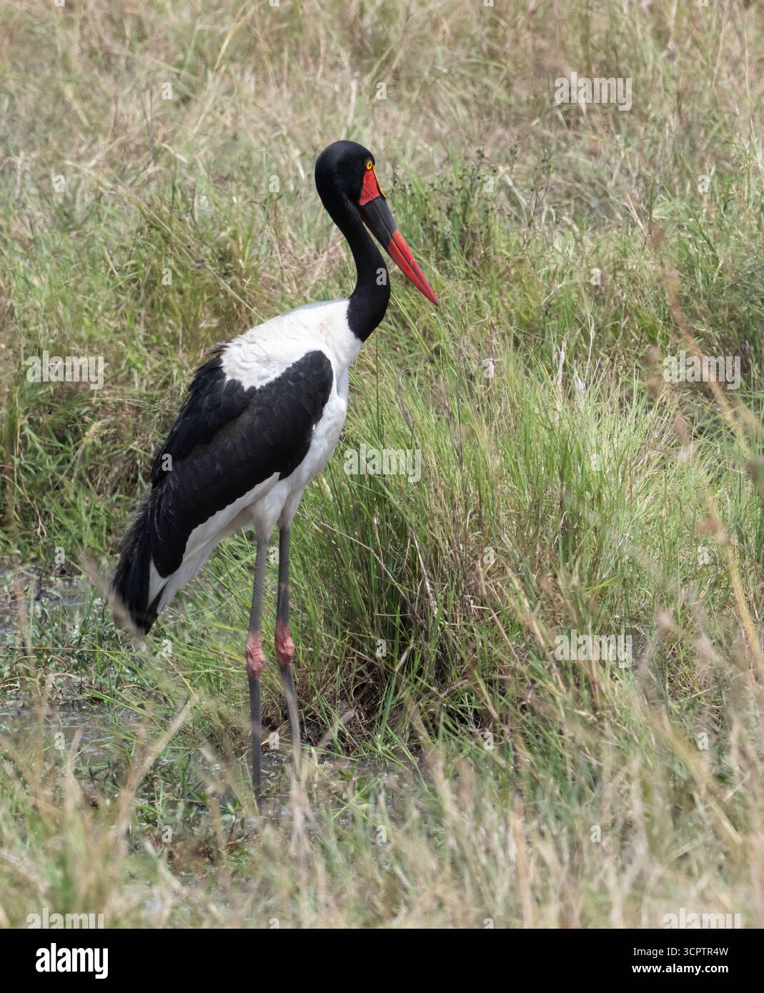 Sattelschnabelstorch (Ephippiorhynchus senegalensis) im Maasai Mara Nationalpark, Kenia Stockfoto
