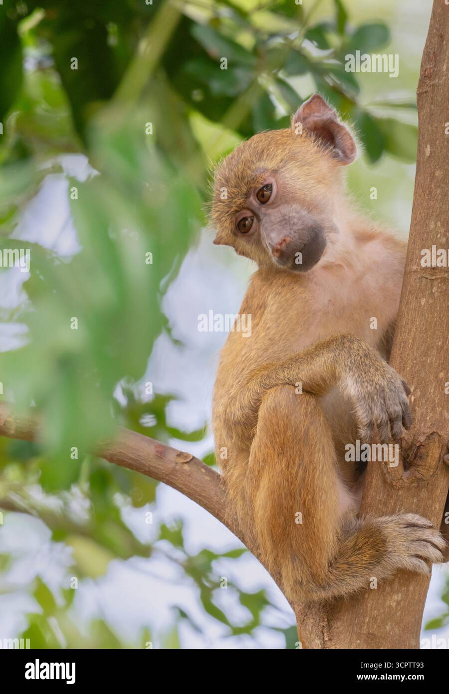 Baby Gelber Pavian (Papio cynocephalus) versteckt sich im tropischen Wald, Shimoni, Kenia Stockfoto