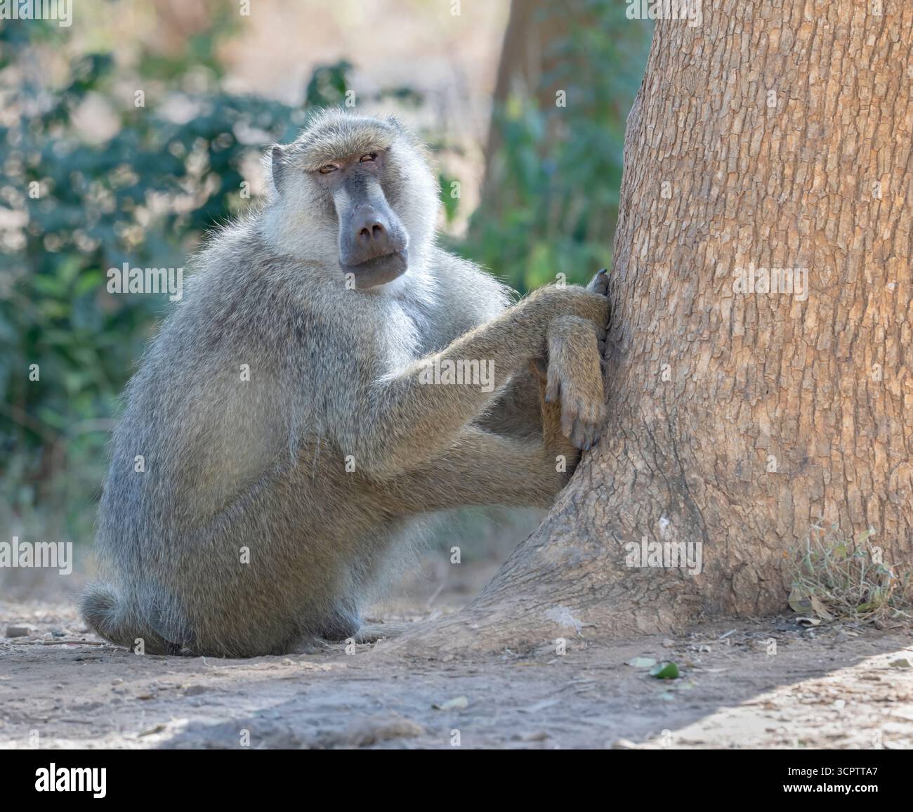 Der männliche Olivenpaan (Papio anubis), der sich im Tsavo East National Park, Kenia, entspannt Stockfoto