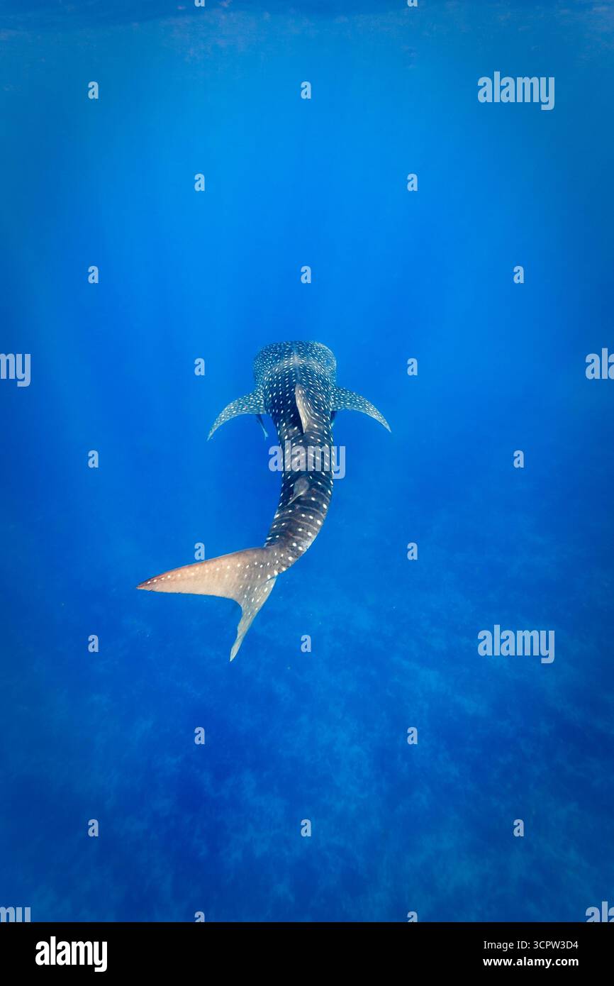 Weiße Flecken auf Walhai, Rhincodon Typus, funkeln im Sonnenlicht, während er im klaren Wasser der Karibik schwimmt Stockfoto