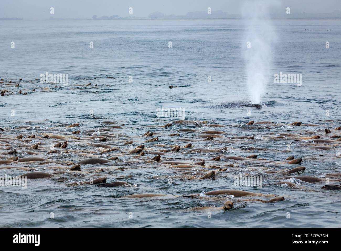 Eine große Gruppe von Seelöwen schwimmt im Ozean, während ein Wal Wasser im Hintergrund sprüht. Stockfoto