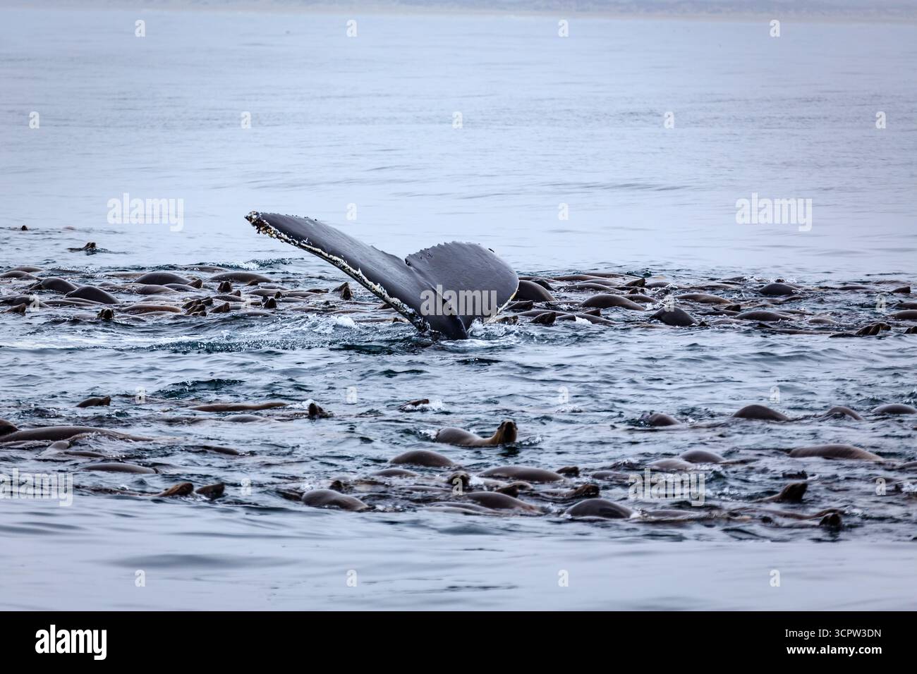 Ein Buckelwal taucht in ein Meer von Robben ein, möglicherweise um sie zu fressen. Stockfoto