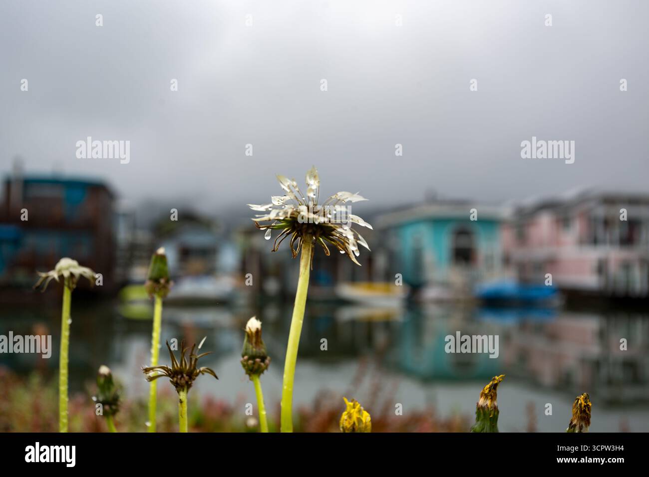 Eine Nahaufnahme von Löwenzahn mit Wassertropfen auf ihnen, mit einem verschwommenen Hintergrund von bunten Hausbooten auf dem Wasser, aufgenommen an einem bewölkten Tag. Stockfoto Eine Nahaufnahme von Löwenzahn mit Wassertropfen auf ihnen, mit einem verschwommenen Hintergrund von bunten Hausbooten auf dem Wasser, aufgenommen an einem bewölkten Tag. Stockfoto