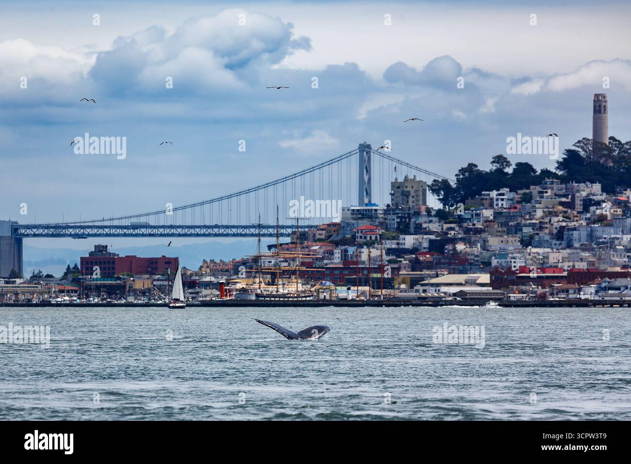 Ein Wal taucht in der San Francisco Bay und zeigt seinen Schwanz, mit der Skyline der Stadt, einschließlich der Bay Bridge und dem Coit Tower, im Hintergrund. Stockfoto