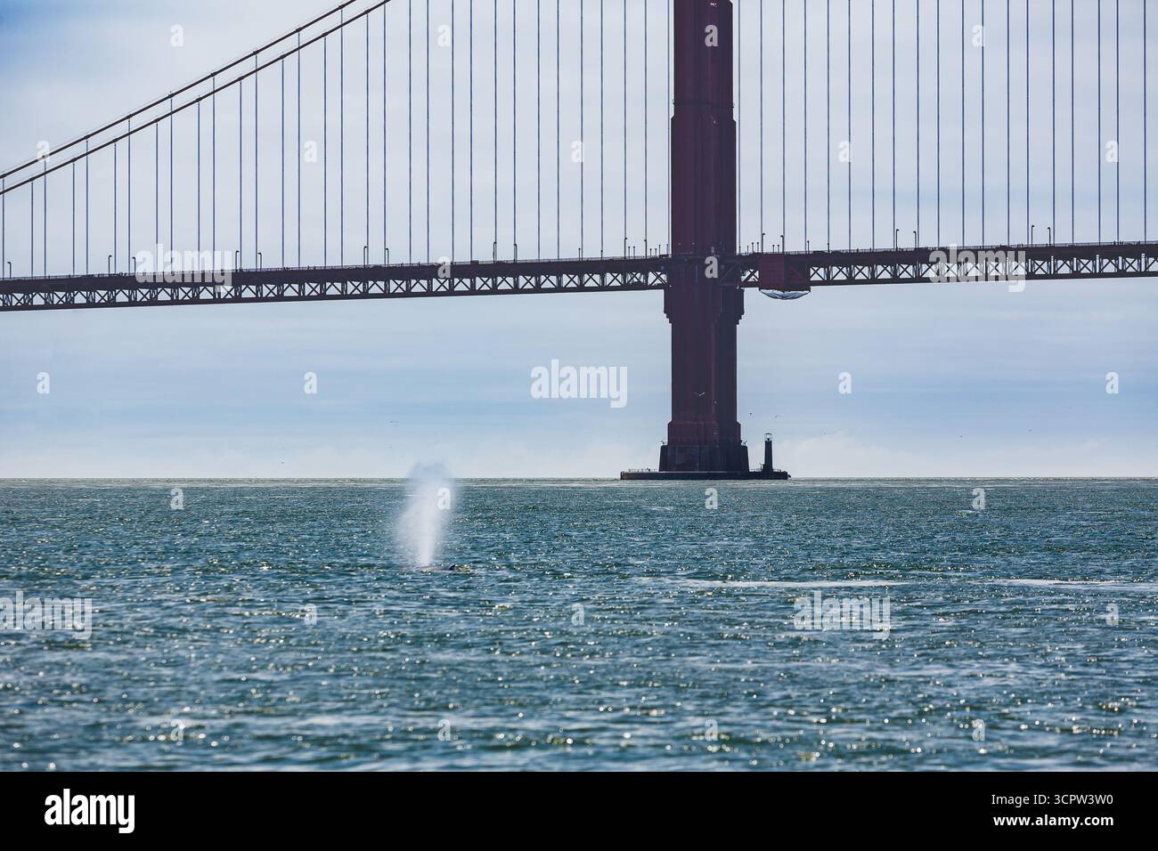 Ein Wal sprüht Wasser im Ozean in der Nähe der Golden Gate Bridge. Stockfoto