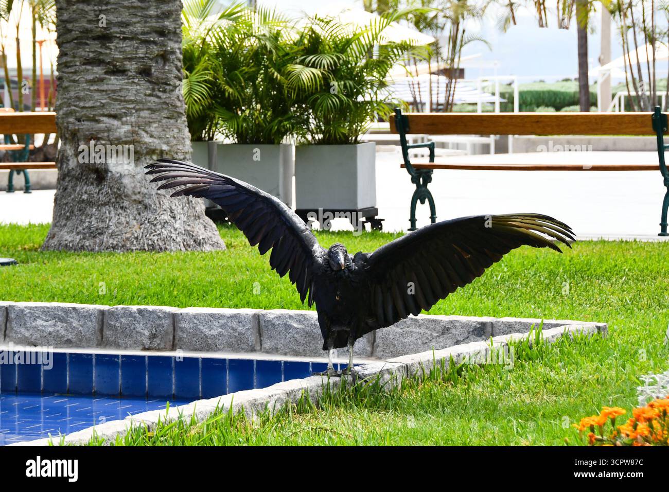 Schwarzer Geier (Coragyps atratus, buitre) mit Flügeln, die sich im Park ausbreiten. Wildtierfotografie eines Schnitzelvogels in einer städtischen Umgebung. Stockfoto